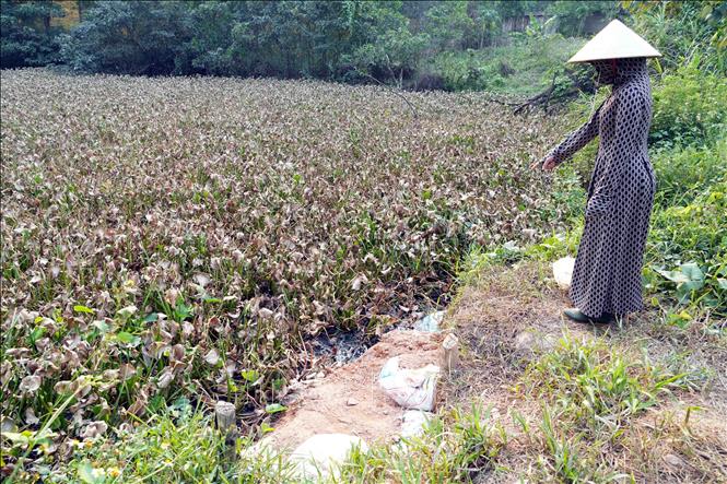 Ô xử lý thải bể lắng của trang trại lợn được người dân phản ánh là có mùi hôi thối nồng nặc. Ảnh: Tá Chuyên - TTXVN