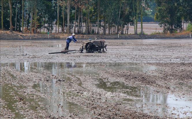 Làm đất chuẩn bị xuống giống lúa Hè Thu tại xã Tân Hòa, thành phố Cần Thơ. Ảnh: Duy Khương – TTXVN