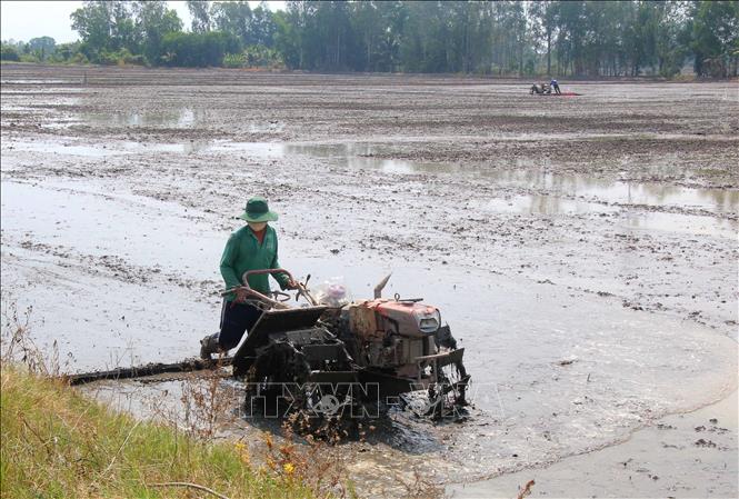 Làm đất chuẩn bị xuống giống lúa Hè Thu tại xã Tân Hòa, thành phố Cần Thơ. Ảnh: Duy Khương – TTXVN
