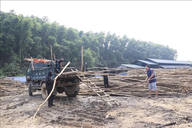 Các điểm tập kết gỗ đang được các cơ sở đốt than vận chuyển lên xe để di chuyển đi nơi khác. Ảnh: Anh Thùy - TTXVN