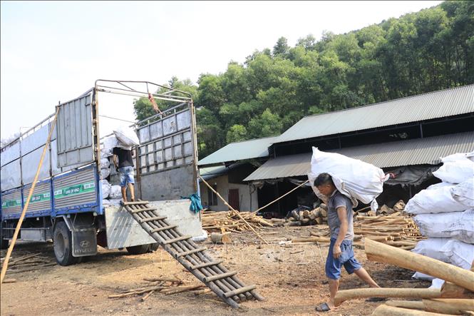 Các công nhân vận chuyển than lên xe ô tô để di dời ra khỏi khu vực sản xuất. Ảnh: Anh Thùy - TTXVN