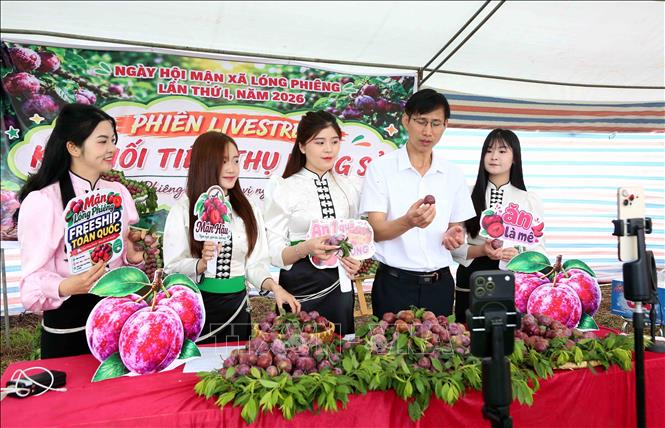 Giới thiệu sản phẩm mận trên các nền tảng số tại Ngày hội. Ảnh: Quang Quyết - TTXVN