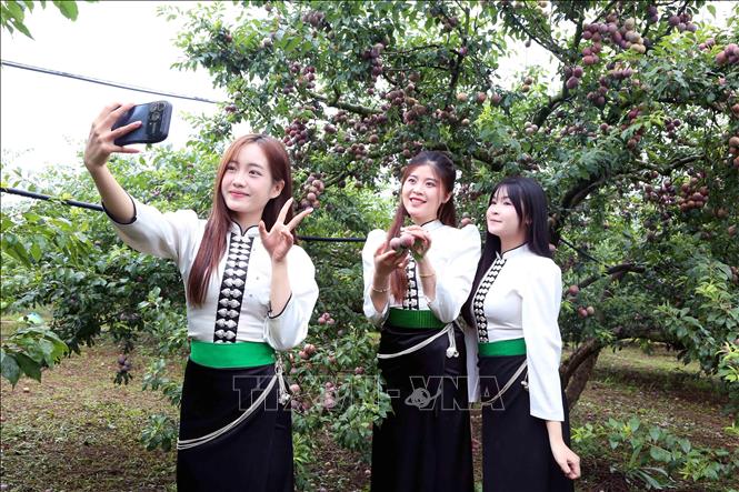 Sinh viên Trường Đại học Tây Bắc hỗ trợ xã Lóng Phiêng giới thiệu sản phẩm mận trên các nền tảng số tại Ngày hội. Ảnh: Quang Quyết - TTXVN