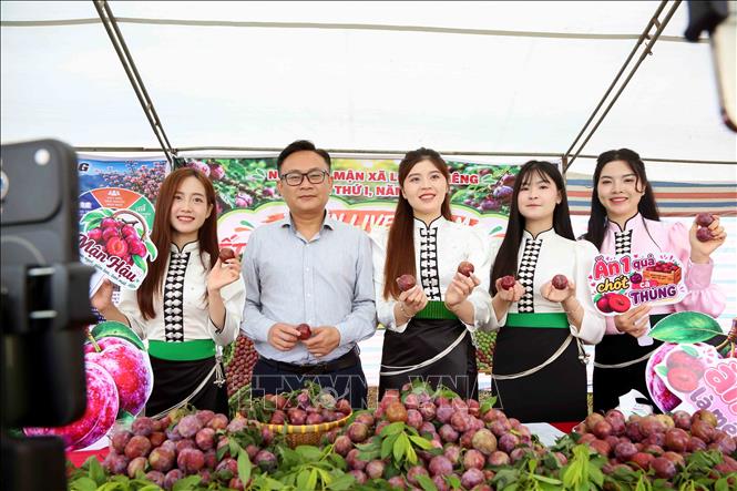 Bí thư Đảng ủy xã Lóng Phiêng Vi Tuấn Bảo và đoàn viên thanh niên tham gia giới thiệu sản phẩm mận trên các nền tảng số. Ảnh: Quang Quyết - TTXVN