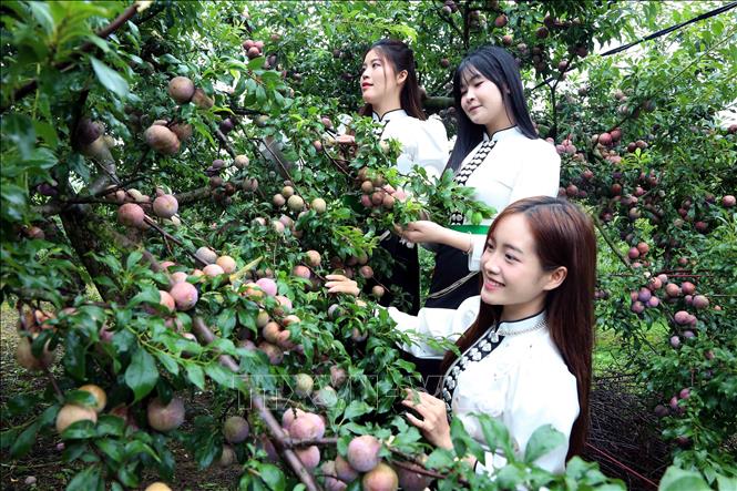 Sinh viên Trường Đại học Tây Bắc hỗ trợ xã Lóng Phiêng giới thiệu sản phẩm mận trên các nền tảng số tại Ngày hội. Ảnh: Quang Quyết - TTXVN