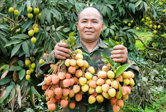 Người dân vùng vải sớm vui mừng vì vải được giá. Ảnh: Đồng Thúy - TTXVN