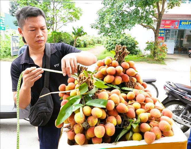 Người dân mang vải sớm đến các điểm cân tại xã Phúc Hòa, Bắc Ninh. Ảnh: Đồng Thúy - TTXVN