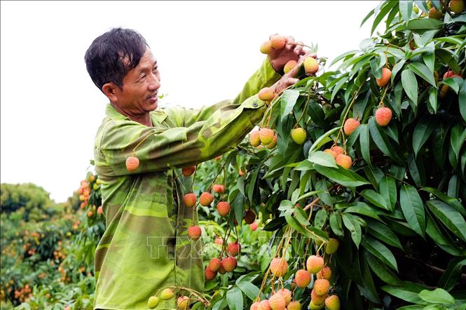 Người dân vùng vải sớm vui mừng vì vải được giá. Ảnh: Đồng Thúy - TTXVN