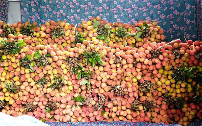 Vải sớm đầu vụ có giá bán dao động từ 40.000 - 50.000 đồng/kg, cao hơn so với vụ trước. Ảnh: Đồng Thúy - TTXVN