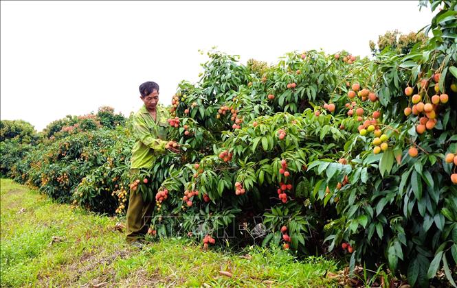 Người dân chăm sóc vải sớm. Ảnh: Ảnh: Đồng Thúy - TTXVN