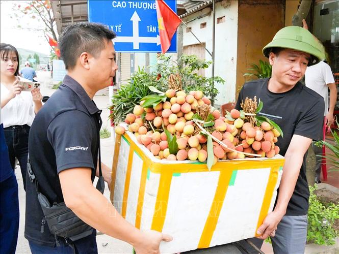 Thương lái thu mua vải sớm. Ảnh: Đồng Thúy - TTXVN