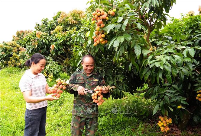 Người dân thu hoạch vải sớm. Ảnh: Đồng Thúy - TTXVN