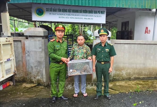 Đại diện Đồn Biên phòng Ngọc Lâm (Bộ đội Biên phòng tỉnh Nghệ An) và Công an xã Sơn Lâm bàn giao cá thể tê tê do người dân giao nộp cho Cơ sở bảo tồn động vật hoang dã (Vườn quốc gia Pù Mát) chăm sóc trước khi thả về môi trường tự nhiên. Ảnh: TTXVN phát 