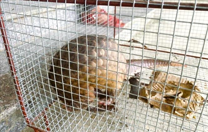 Cá thể tê tê Đồn Biên phòng Ngọc Lâm (Bộ đội Biên phòng tỉnh Nghệ An) và Công an xã Sơn Lâm tiếp nhận do người dân địa phương giao nộp trong ngày 11/5/2026. Ảnh: TTXVN 