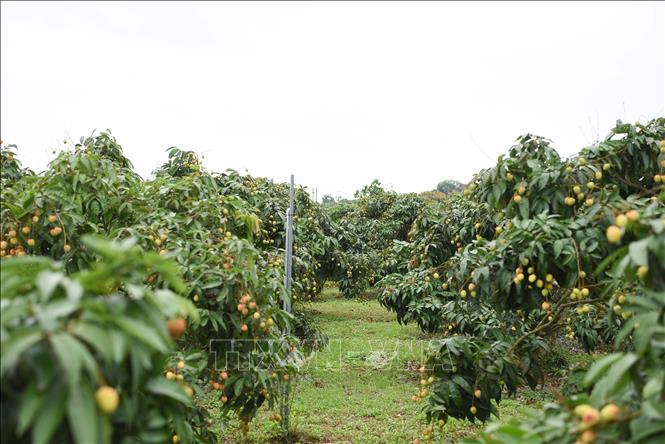 Nông dân Bắc Ninh tích cực chăm sóc các vườn vải - Ảnh thời sự trong ...