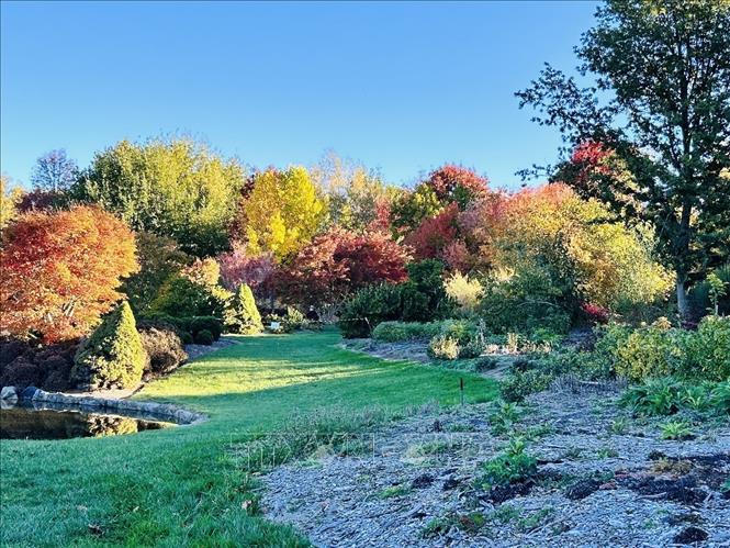 Khu vườn Mayfield Garden, nơi được ví như “thiên đường lá mùa Thu” của bang New South Wales, chỉ cách thành phố Sydney vài giờ lái xe. Ảnh: Thanh Tú - PV TTXVN tại Australia