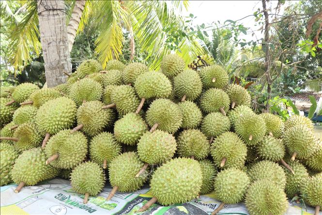 Sản phẩm sầu riêng sẽ được giám sát chất lượng, truy xuất nguồn gốc đảm bảo sản phẩm đầu ra hoàn toàn không còn dư lượng kim loại nặng, thuốc bảo vệ thực vật gây ảnh hưởng đến tiêu chuẩn xuất khẩu. Ảnh: Thu Hiền - TTXVN
