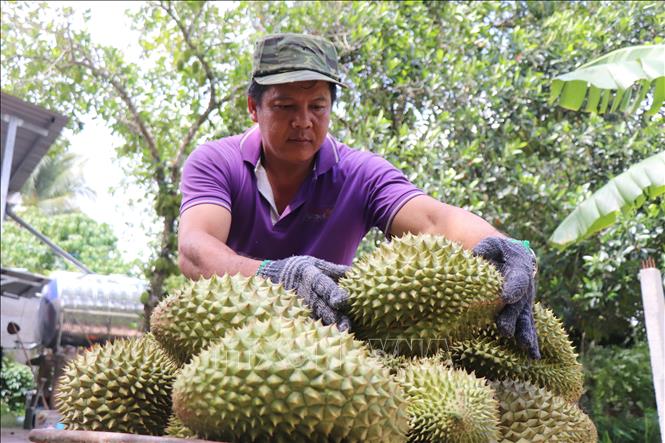 Nhờ liên kết với công ty, giá sầu riêng của một số hợp tác xã ở Cần Thơ được bán với giá ổn định từ 35.000 - 45.000 đồng/kg, cao hơn giá thị trường từ 10.000 - 15.000 đồng/kg. Ảnh: Thu Hiền - TTXVN