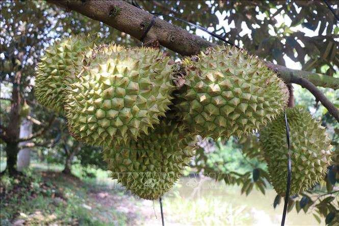 Cần Thơ hiện có 14.483 ha sầu riêng, trong đó diện tích đang cho sản phẩm đạt 8.635 ha với sản lượng thu hoạch năm 2026 ước đạt 120.000 tấn. Ảnh: Thu Hiền - TTXVN