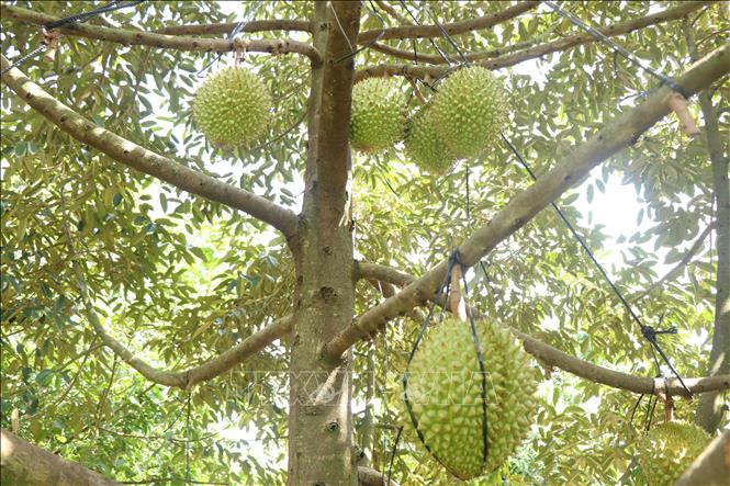 TP.Cần Thơ cũng tăng cường cấp mã số vùng trồng. Đây được coi là 