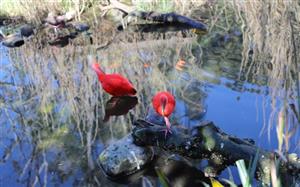 Tham quan London Zoo, vườn thú khoa học lâu đời nhất thế giới