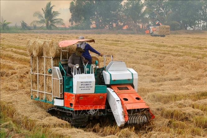 Nông dân Cần Thơ thu nhập thêm từ việc bán rơm cuộn - Ảnh thời sự trong ...
