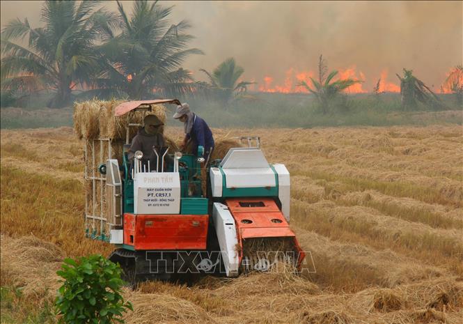 Nông dân Cần Thơ thu nhập thêm từ việc bán rơm cuộn - Ảnh thời sự trong ...