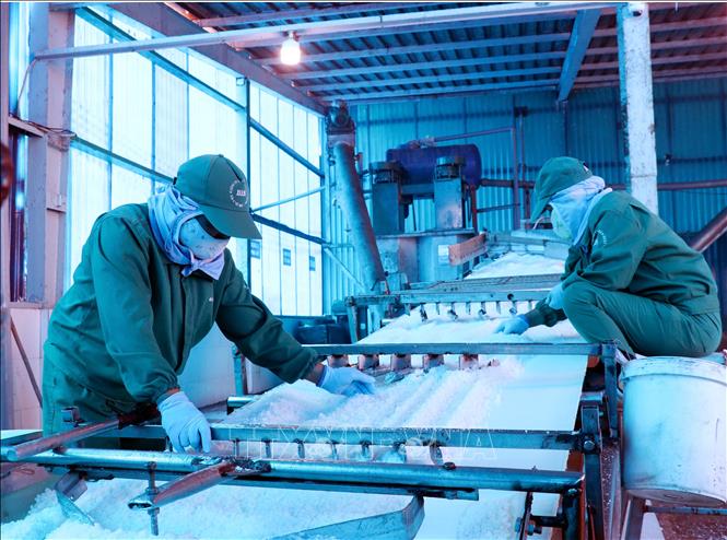 Công nhân Công ty Cổ phần sản xuất và chế biến muối BIM (ở xã Thuận Nam) thực hiện công đoạn tách tạp chất ra khỏi muối, trước khi qua dây chuyền chế biến. Ảnh: Công Thử - TTXVN