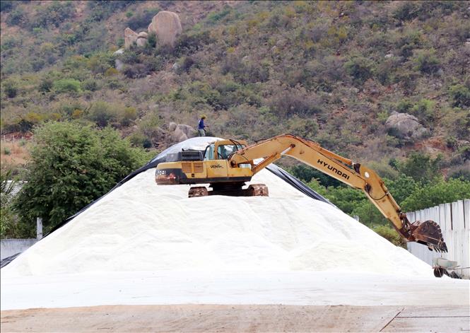 Doanh nghiệp thu mua muối của diêm dân ở phường Ninh Chữ để chuyển bán ra thị trường. Ảnh: Công Thử - TTXVN