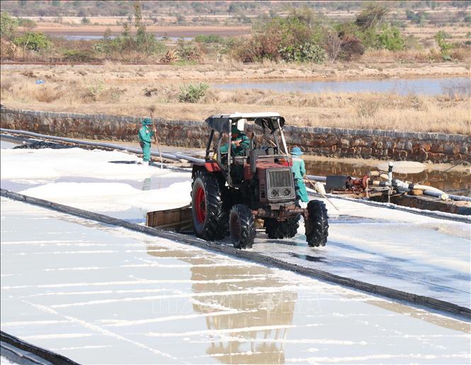 Thu hoạch muối tại cánh đồng muối công nghiệp ở xã Thuận Nam. Ảnh: Công Thử - TTXVN