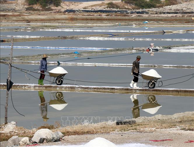 Diêm dân ở Thương Diêm (xã Cà Ná) thu hoạch muối.  Ảnh: Công Thử - TTXVN