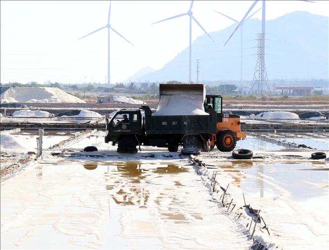Vận chuyển muối từ cánh đồng muối công nghiệp ở xã Thuận Nam về nhà máy chuẩn bị chế biến. Ảnh: Công Thử - TTXVN