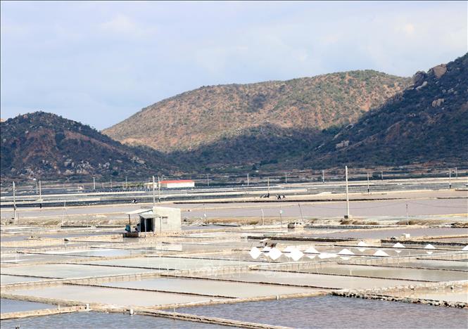 Cánh đồng muối công nghiệp ở Nhơn Hải (xã Vĩnh Hải). Ảnh: Công Thử - TTXVN