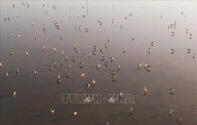 Hạt kiểm lâm Khu vực IX nhận định đàn chim kiếm ăn ở đầm La Băng là cò nhạn không phải Sếu cổ đen quý hiếm. Ảnh: Phạm Cường-TTXVN
