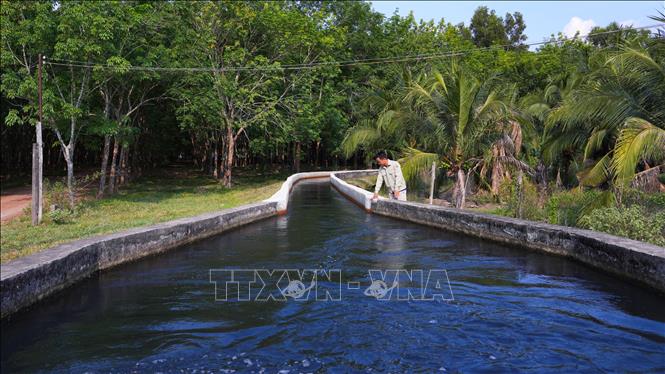 Nông dân tại tỉnh Tây Ninh phải sử dụng nguồn nước có dấu hiệu ô nhiễm để tưới tiêu cho cây trồng trong điều kiện nắng hạn kéo dài. Ảnh: Minh Phú – TTXVN