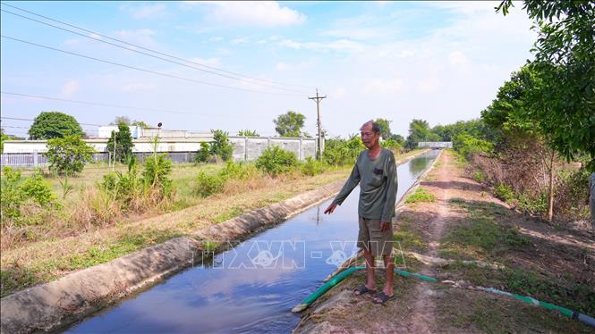 Ông Đào Văn Tiền (58 tuổi, ngụ ấp Long Phú, xã Long Thuận, tỉnh Tây Ninh) lo ngại nguồn nước ô nhiễm có thể ảnh hưởng đến cây trồng, nhất là các loại hoa màu nhạy cảm. Ảnh: Minh Phú – TTXVN