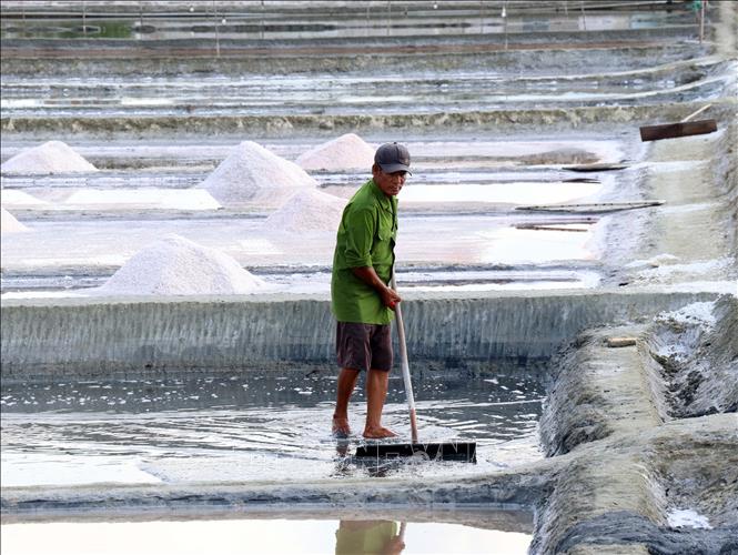 Diêm dân ở Khánh Hải (phường Ninh Chử) thu hoạch muối. Ảnh: Công Thử - TTXVN
