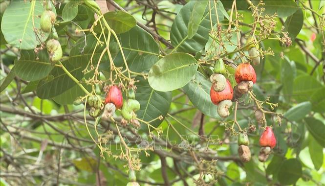 Giá điều tươi đang dao động từ 30.000 – 33.000 đồng/kg .So với cùng kỳ năm 2025, giá điều nguyên liệu năm nay đã tăng khoảng 10 – 15%. Ảnh: Đậu Tất Thành - TTXVN
