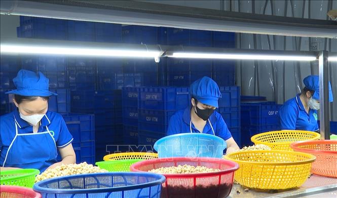 Trong bối cảnh giá nguyên liệu liên tục đi lên, giá xuất khẩu nhân điều trên thị trường quốc tế lại gần như “giậm chân tại chỗ”, khiến doanh nghiệp chế biến gặp nhiều áp lực trong việc cân đối chi phí và duy trì sản xuất. Ảnh: Đậu Tất Thành – TTXVN