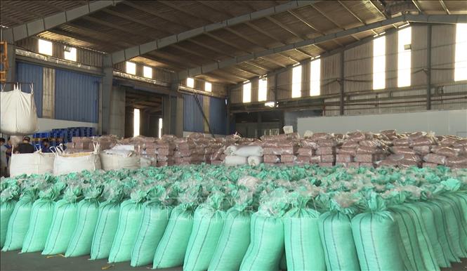Nguyên nhân giá hạt điều tăng được cho là do sản lượng điều tại một số vùng trồng giảm trong khi chi phí vật tư nông nghiệp, nhân công và vận chuyển đều tăng cao. Ảnh: Đậu Tất Thành - TTXVN