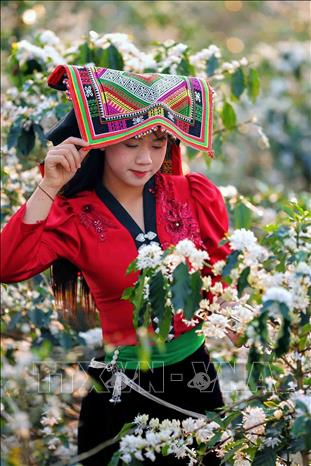 Coffee blossoms burst into a blanket of white across the hillsides of Chieng Mai commune (Son La province), creating a poetic and romantic scene, attracting young people to visit, take photos, and experience the atmosphere. VNA Photo: Quang Quyết