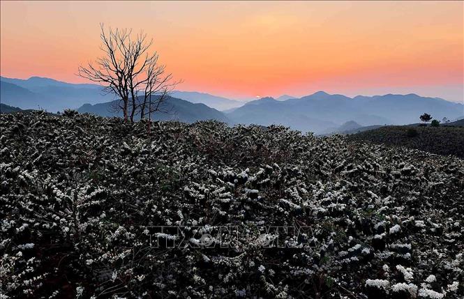 A misty morning with blooming coffee blossoms amidst grand mountain ranges in the Northwest. VNA Photo: Quang Quyết