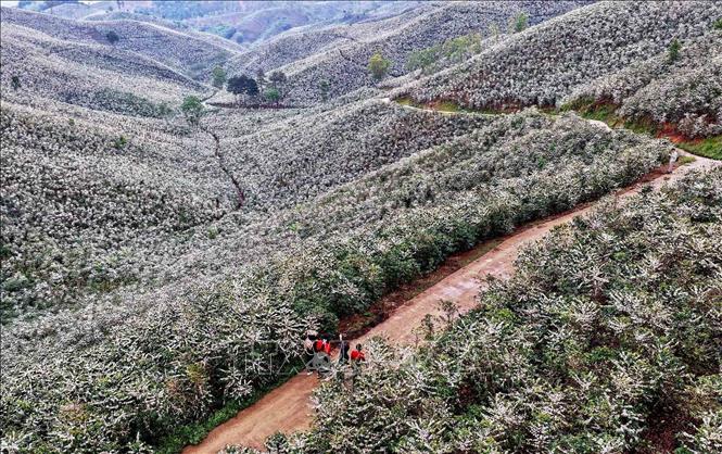 Coffee blossoms burst into a blanket of white across the hillsides of Chieng Mai commune (Son La province), creating a poetic and romantic scene. VNA Photo: Quang Quyết