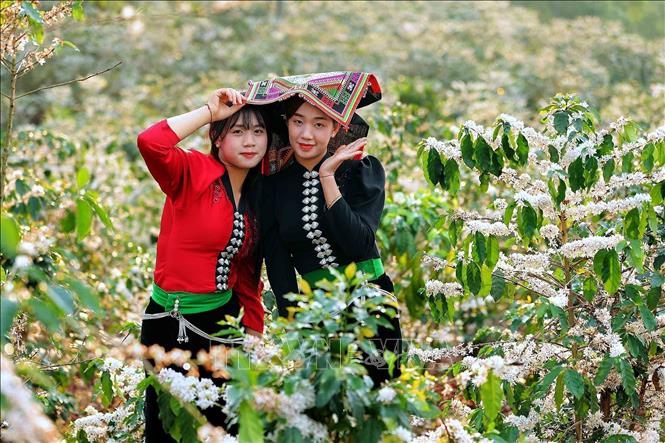 Coffee blossoms burst into a blanket of white across the hillsides of Chieng Mai commune (Son La province), creating a poetic and romantic scene, attracting young people to visit, take photos, and experience the atmosphere. VNA Photo: Quang Quyết