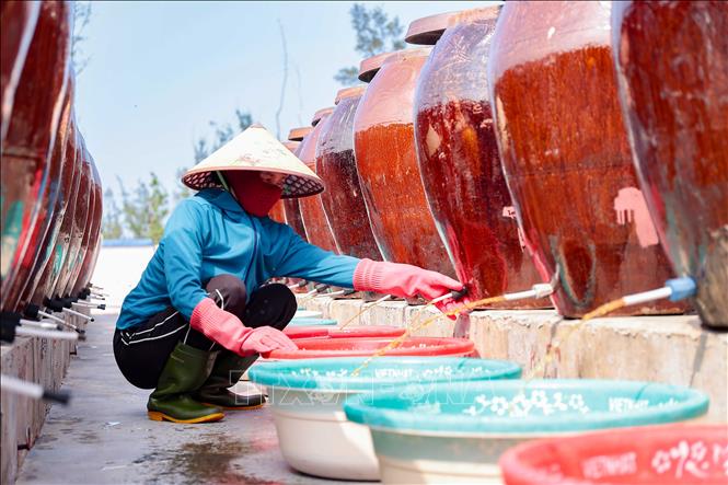 Mỗi mẻ nước mắm cần thời gian khoảng 2 năm để lên men, ủ chượp để cho ra sản phẩm chất lượng nhất. Ảnh: Hữu Quyết - TTXVN