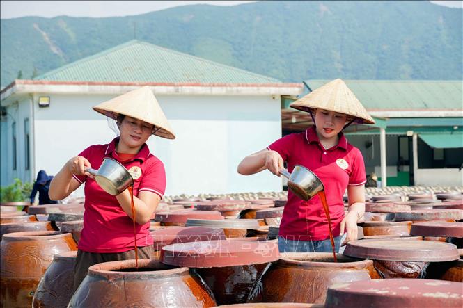 Nước mắm Luận Nghiệp được sản xuất theo phương pháp truyền thống từ cá cơm tươi và muối tinh, ủ trong chum sành và phơi dưới ánh nắng mặt trời. Ảnh: Hữu Quyết - TTXVN