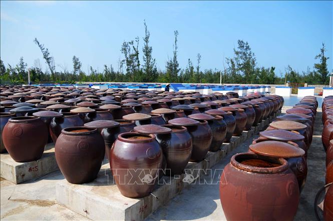 Sản phẩm nước mắm truyền thống được ủ chượp trong các chum sành 24 tháng nhằm tạo ra chất lượng cao nhất. Ảnh: Hữu Quyết - TTXVN