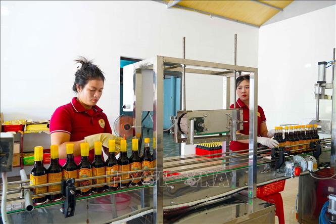 Được sản xuất trên dây chuyền máy móc hiện đại nên sản phẩm nước mắm Luận Nghiệp đảm bảo vệ sinh an toàn thực phẩm. Ảnh: Hữu Quyết - TTXVN