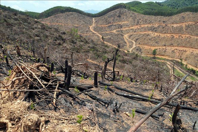 Diện tích rừng bị đốt phá rừng trên địa bàn xã Bố Trạch (Quảng Trị). Ảnh: Tá Chuyên - TTXVN