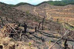 Quảng Trị ngăn chặn phá rừng tự nhiên tại xã Bố Trạch